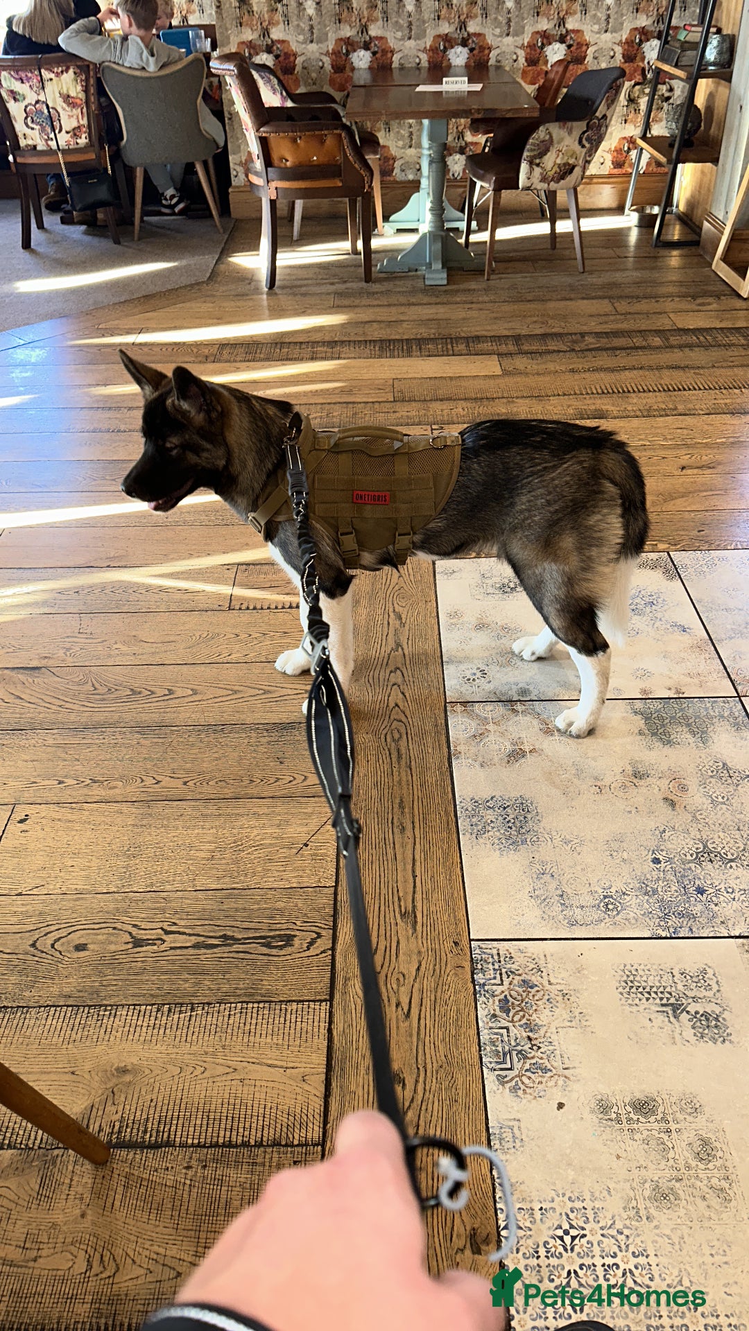 Huskita dogs for sale: Sacha  - Advert 7