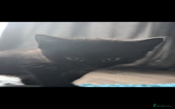 British Longhair cats for sale: Beautiful gorgeous kittens for sale - Image 8