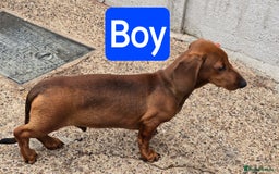 Dachshund dogs for sale: "READY GO STUNING 5 STANDARD DACHSHUND PUPPIES  - Image 6