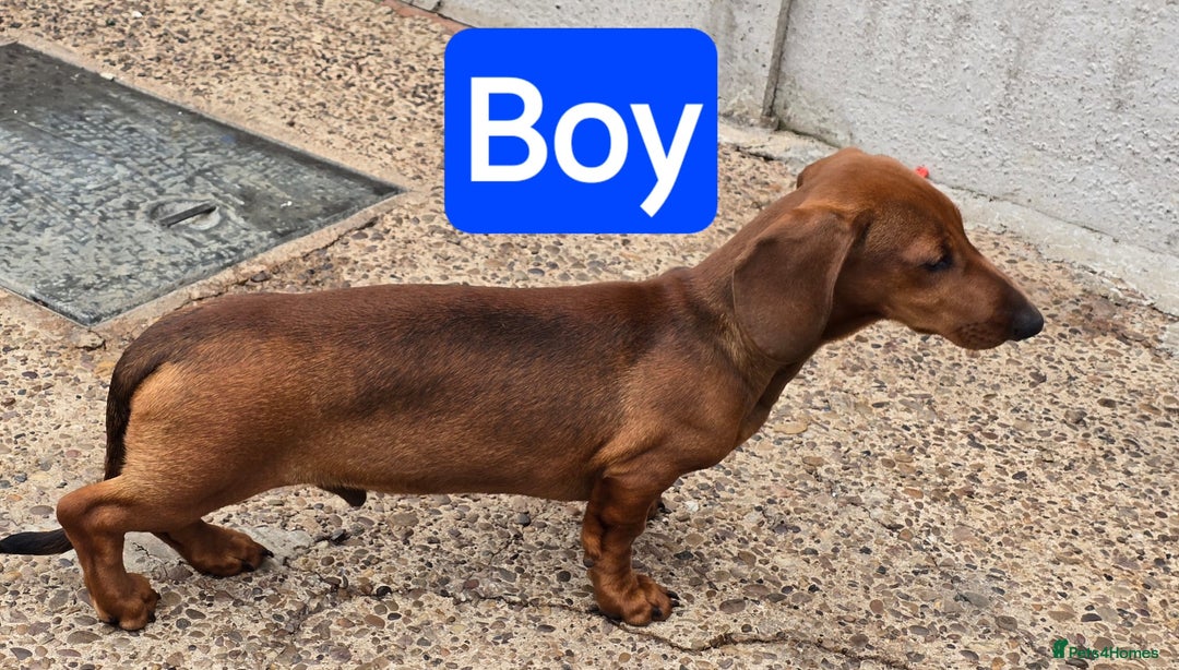 Dachshund dogs for sale: "READY GO STUNING 5 STANDARD DACHSHUND PUPPIES  - Image 6