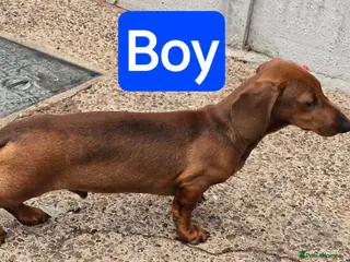 Dachshund dogs STUNING 2 STANDARD DACHSHUND PUPPIES - Advert 11