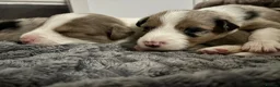 Border Collie dogs for sale: Beautiful litter of 7 Border Collies  in Manchester - Advert 10