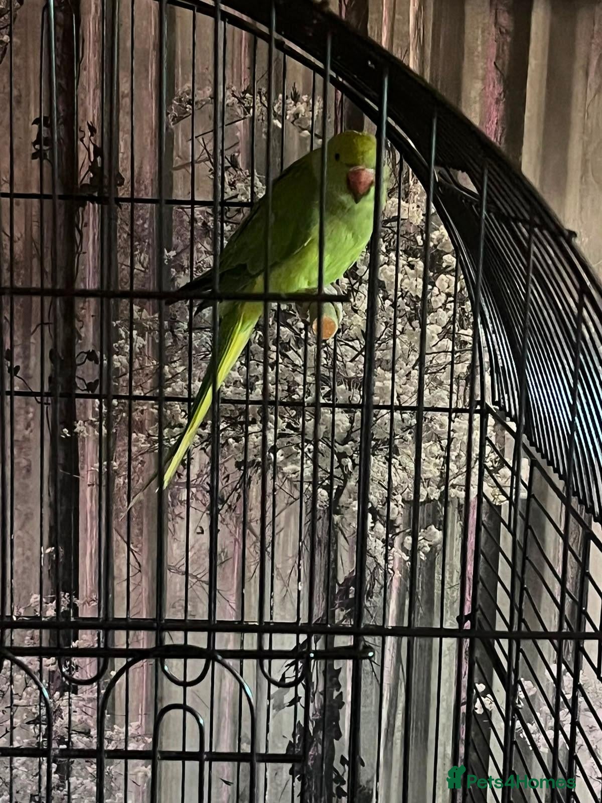 Ringnecks birds Ring neck parakeet - Advert 4