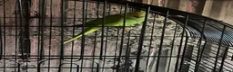 Ringnecks birds for sale: Ring neck parakeet - Advert 1