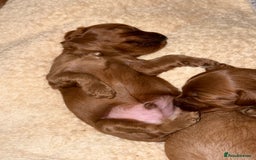 Cavapoo dogs for sale: 🐾Gorgeous F2B Cavapoos 🐾 - Image 5