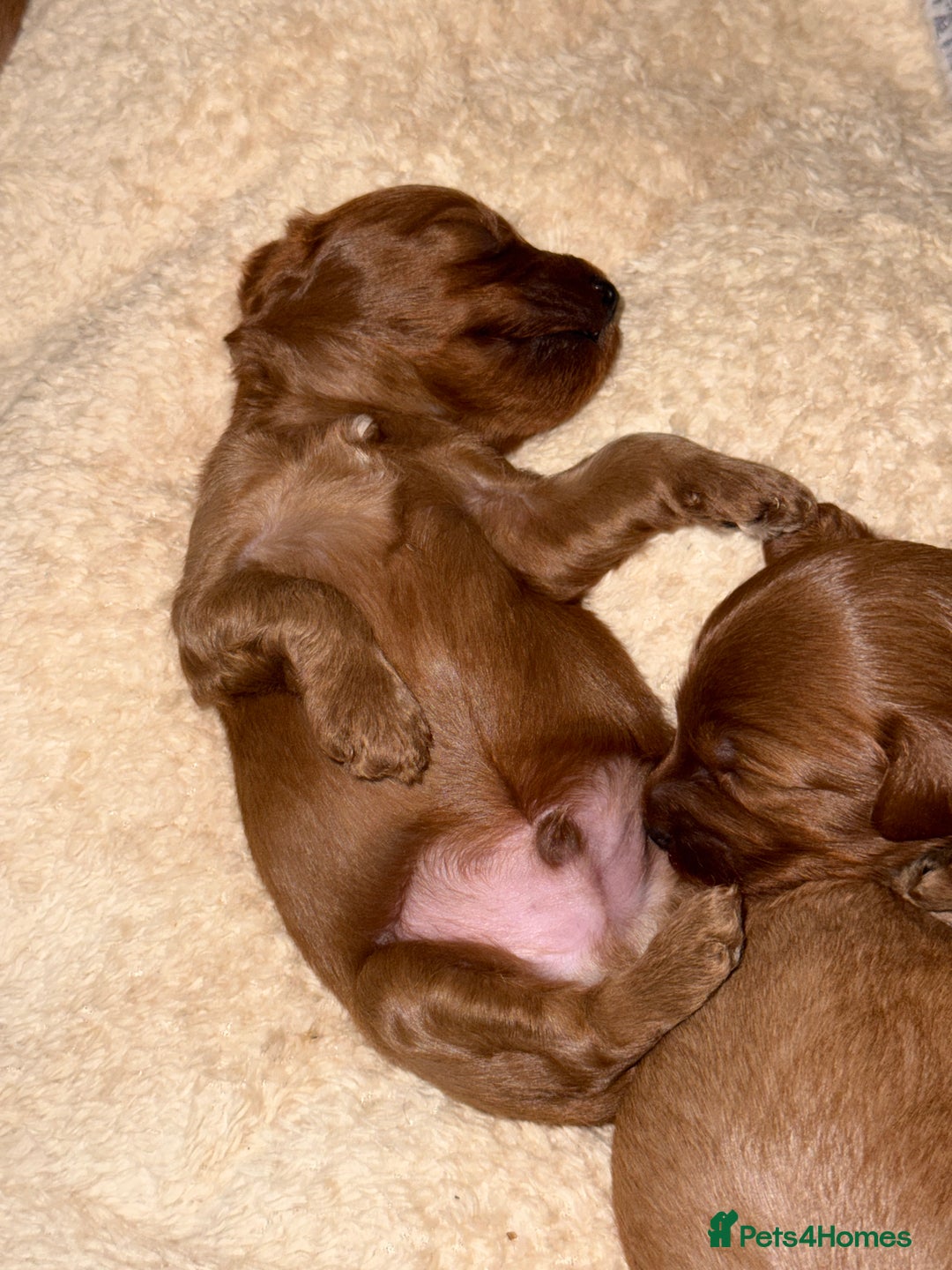 Cavapoo dogs for sale: 🐾Gorgeous F2B Cavapoos 🐾 - Image 5