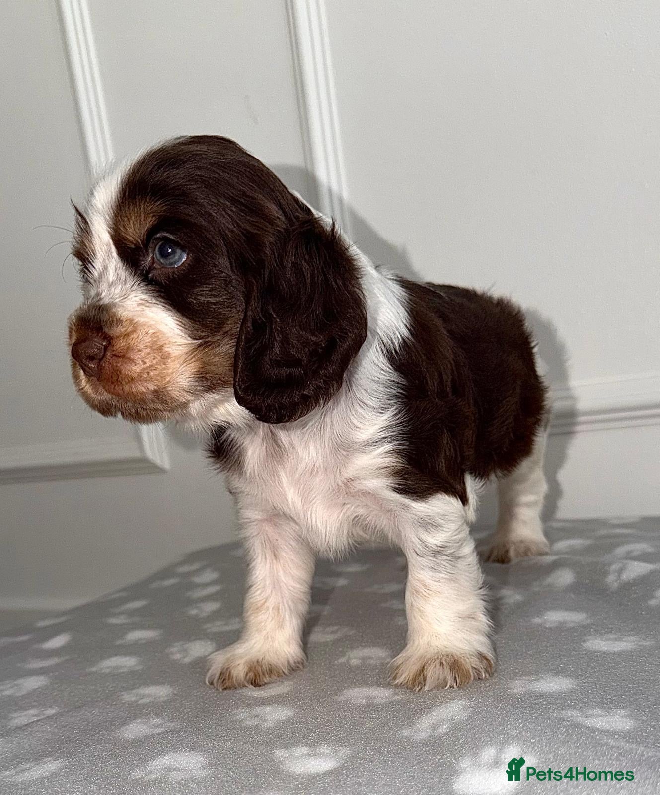 Cocker Spaniel dogs 🐾Six Beautiful KC Show Cocker Spaniels Puppies 🐾 - Advert 2
