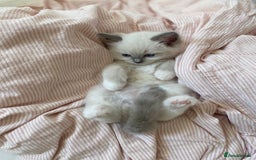 Ragdoll cats for sale: Friendliest Pedigree Ragdoll Kittens  - Image 8