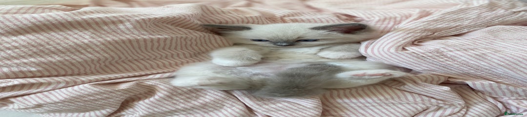 Sugar (female) 