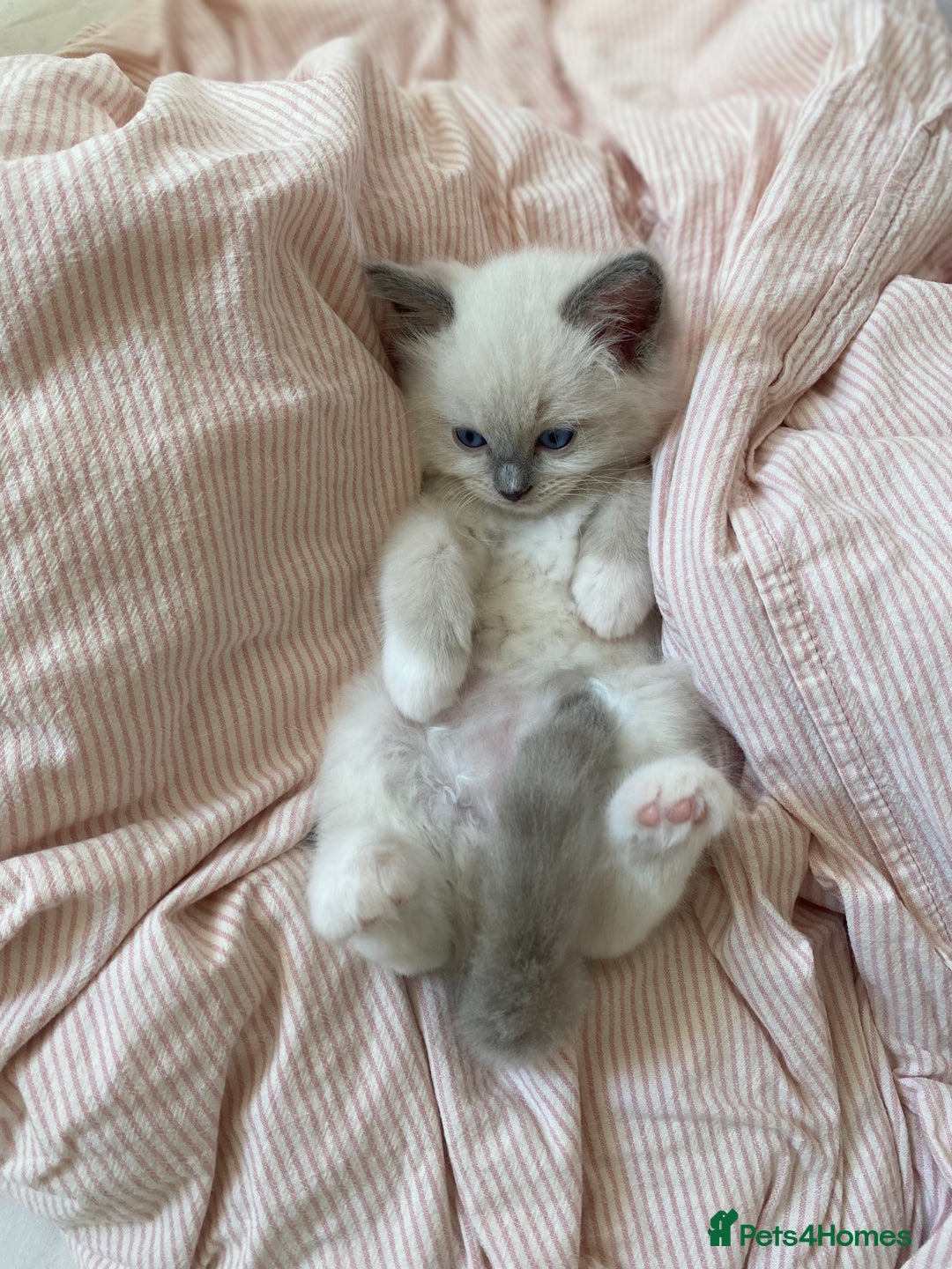 Ragdoll cats for sale: Friendliest Pedigree Ragdoll Kittens  - Image 8