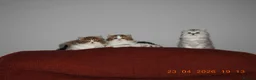 Mixed Breed cats for sale: Persian and British longhair  - Advert 4