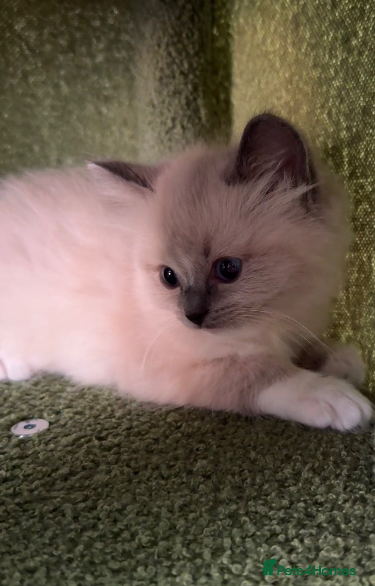 Ragdoll cats for sale: Beautiful Blue Point Mitted Ragdoll Boy in Banbury - Advert 5