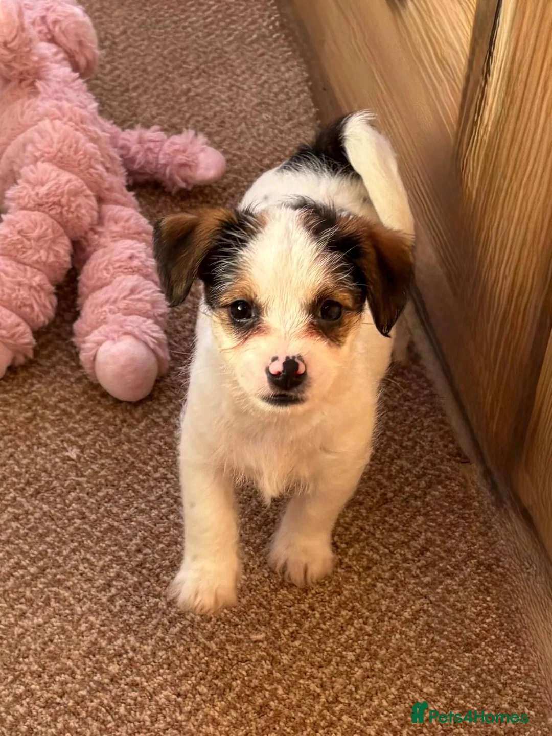 Jack Russell dogs for sale: Traditional short-legged Jack Russell puppy’s!  - Advert 22