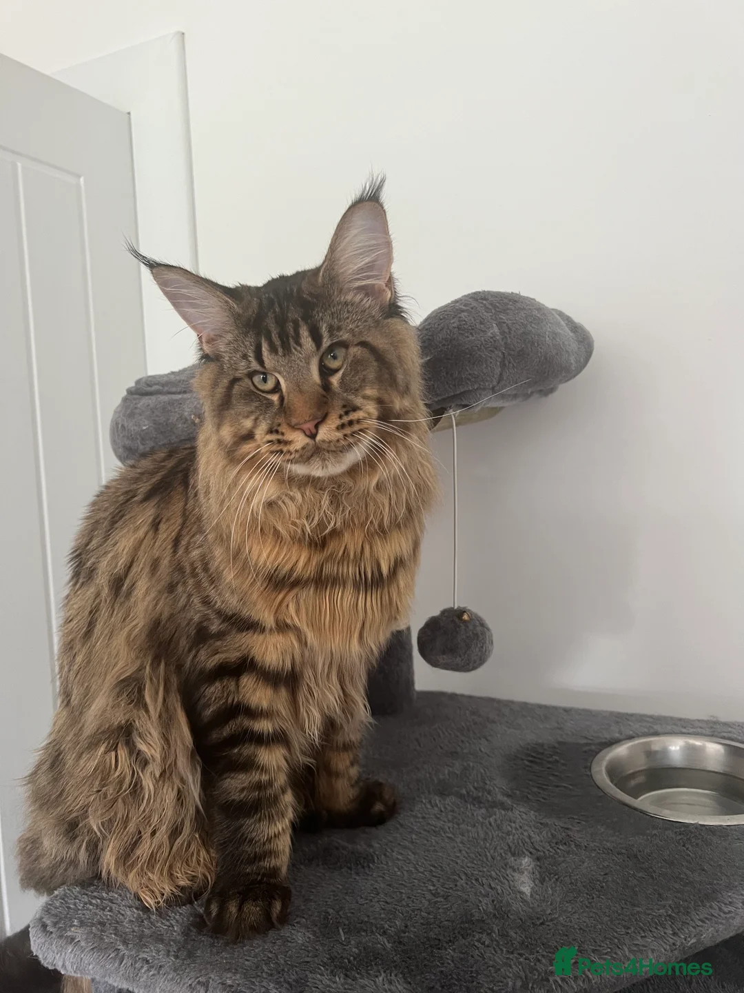 Maine Coon cats for stud: Main Coon STUD ONLY Classic Tabby in Glasgow - Advert 5