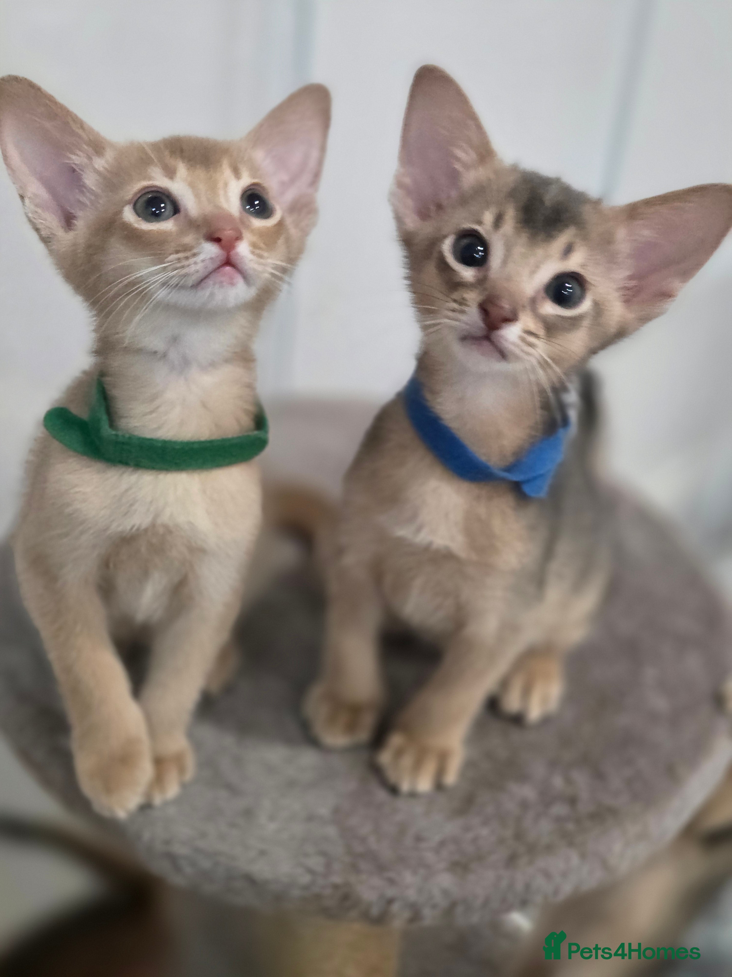 Abyssinian cats Gorgeous Tica  Abyssinian Kittens  - Advert 13