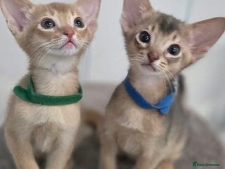 Abyssinian cats Gorgeous Tica Abyssinian Kittens - Advert 13