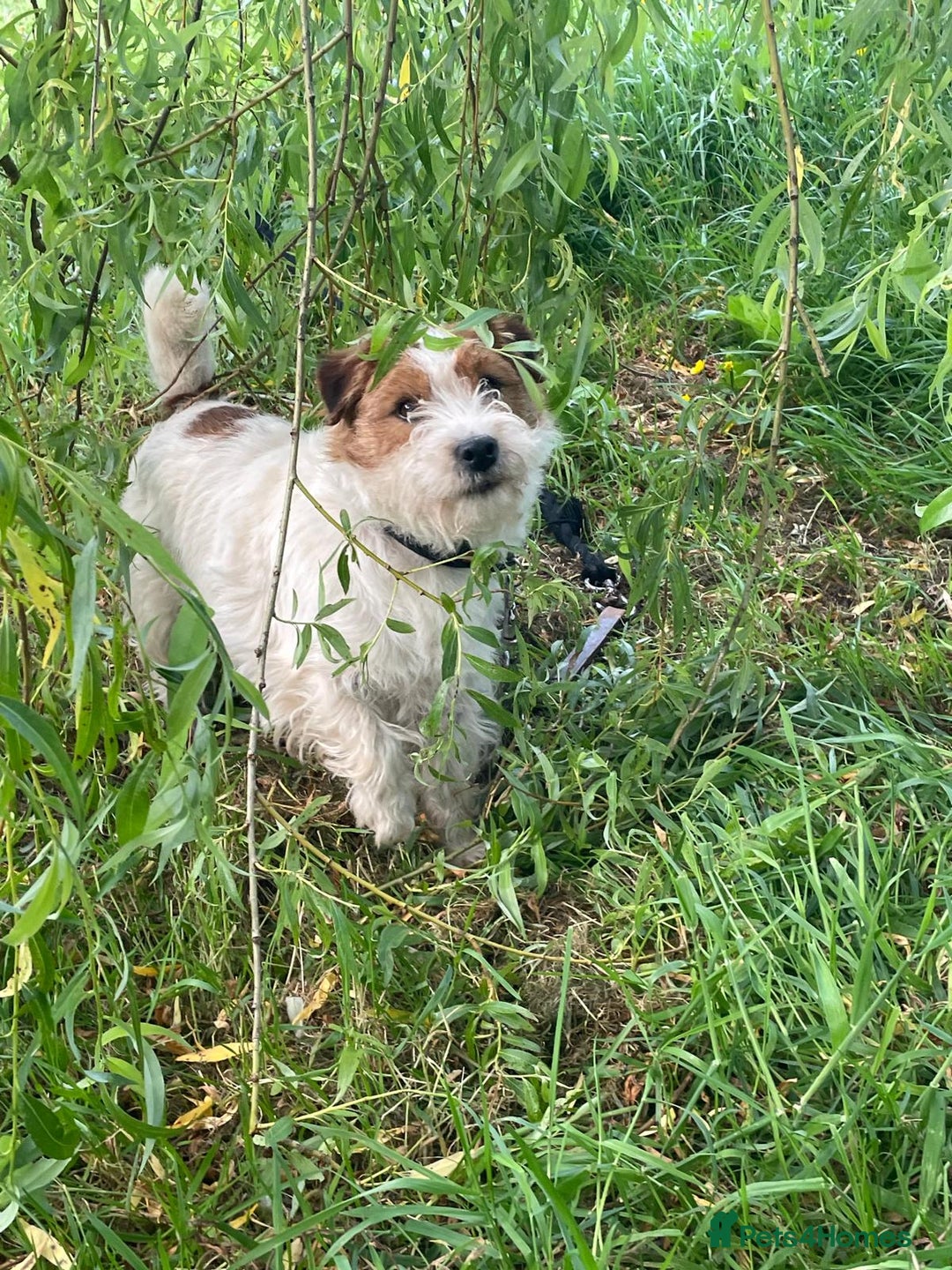 Jack Russell dogs for sale: KC Reg Jack Russell Pups,Parents DNA health tested - Image 32