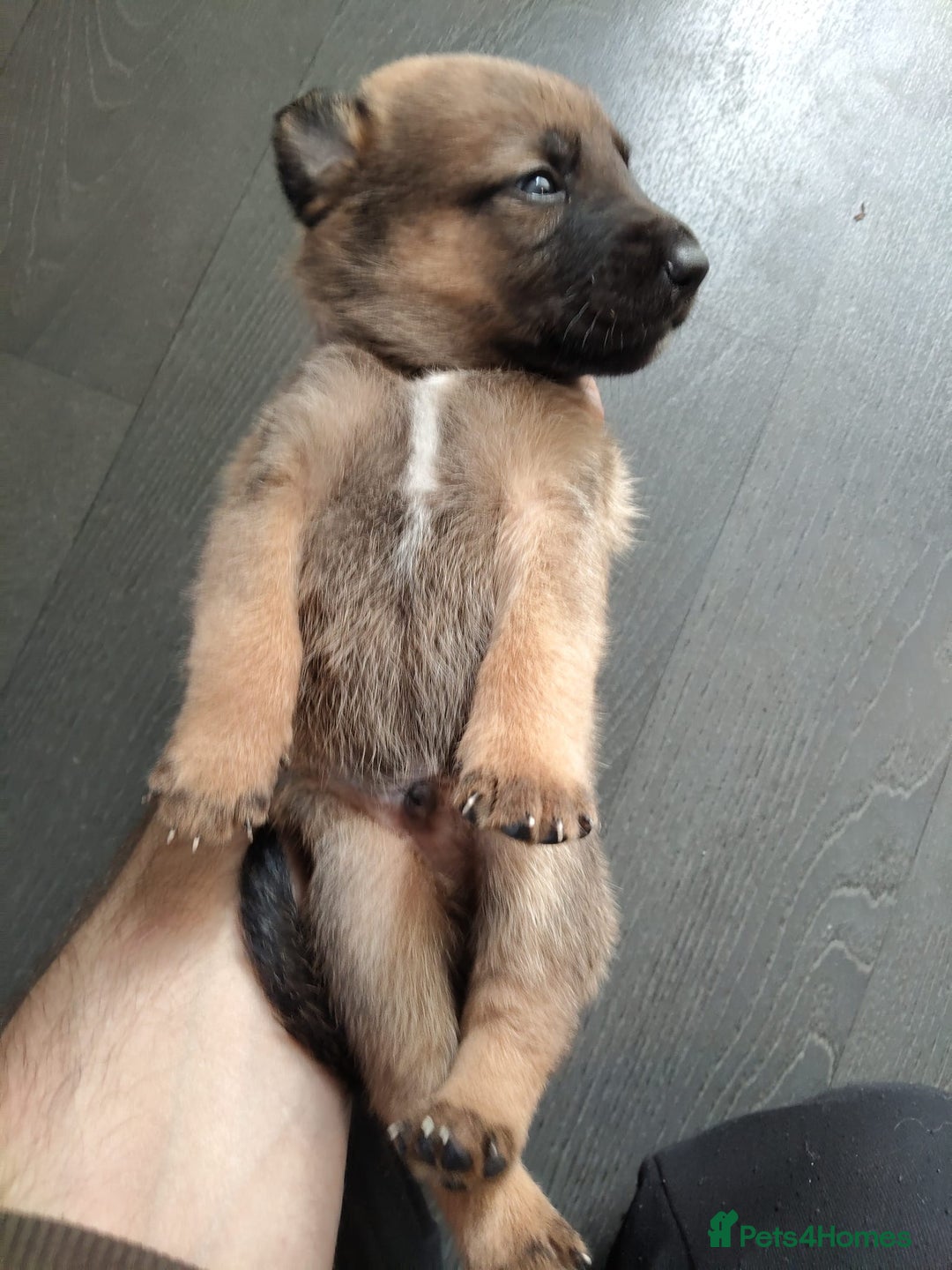 Mixed Breed dogs for sale: Belgium shepherd puppies - Image 5