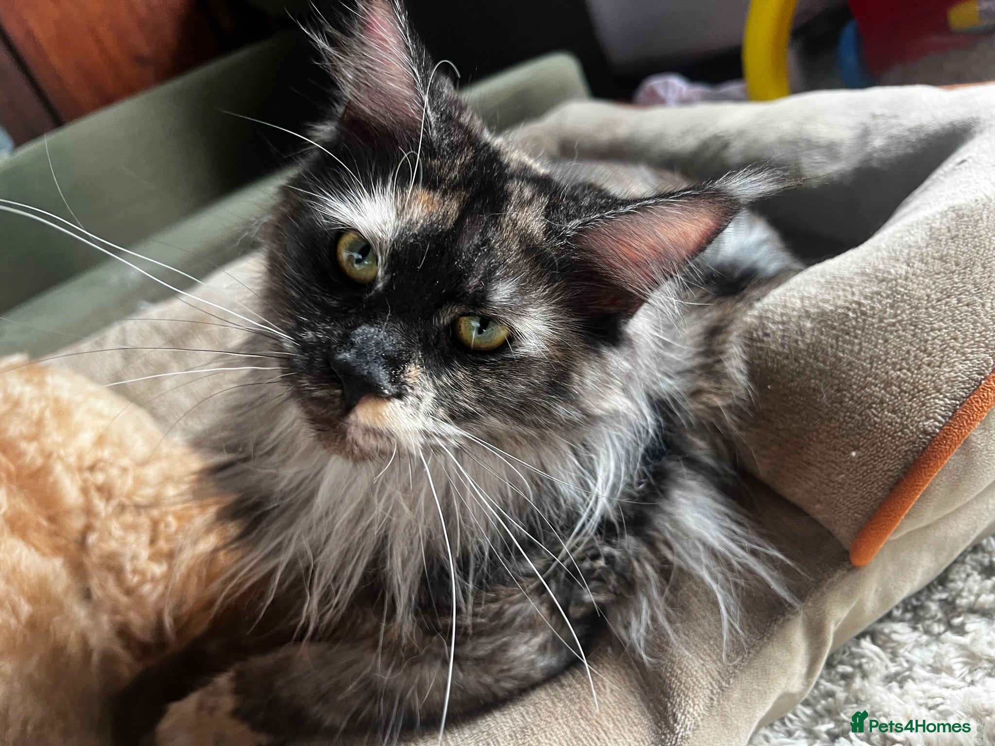 Maine Coon cats Maine Coon TICA Black Smoke - Advert 24