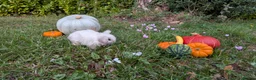 Mini Lop rabbits for sale: Stunning Home-Raised Mini Lops- mixed litter - Advert 14