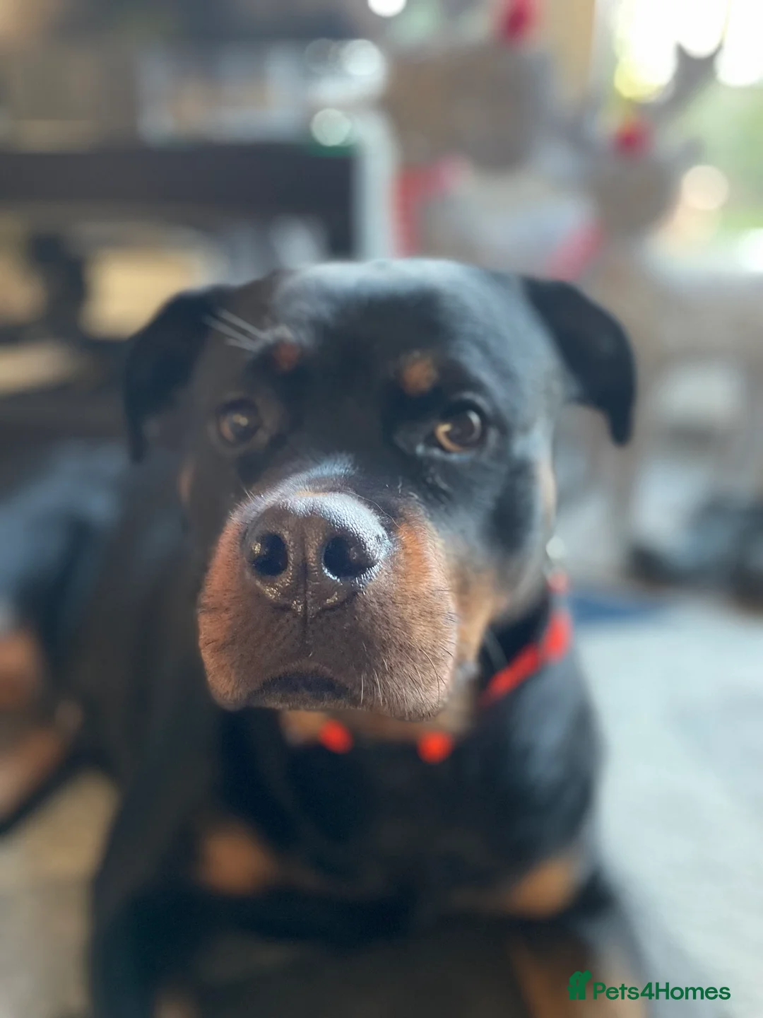 Mixed Breed dogs for sale: dog for rehoming - Advert 2