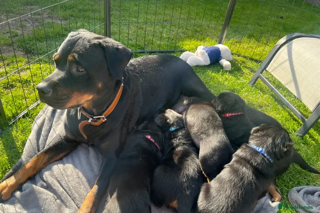Rottweiler dogs for sale: Beautiful rottweiler puppies in Sheffield - Advert 5