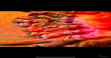 Golden Retriever dogs 💙 Tweed fully health tested golden retriever 💙 in Doncaster - Advert 4