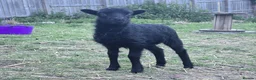 Sheep livestock for sale: Registered Ouessant ewe lamb available at weaning  - Advert 2