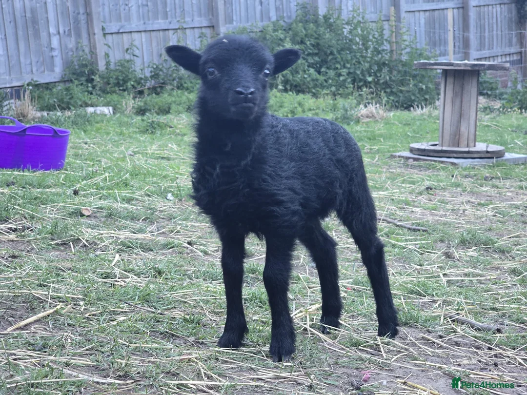 Sheep livestock for sale: Registered Ouessant ewe lamb available at weaning  - Advert 2