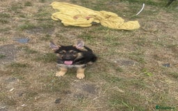 German Shepherd dogs for sale: Gorgeous and healthy German Shepherds Puppies - Image 7