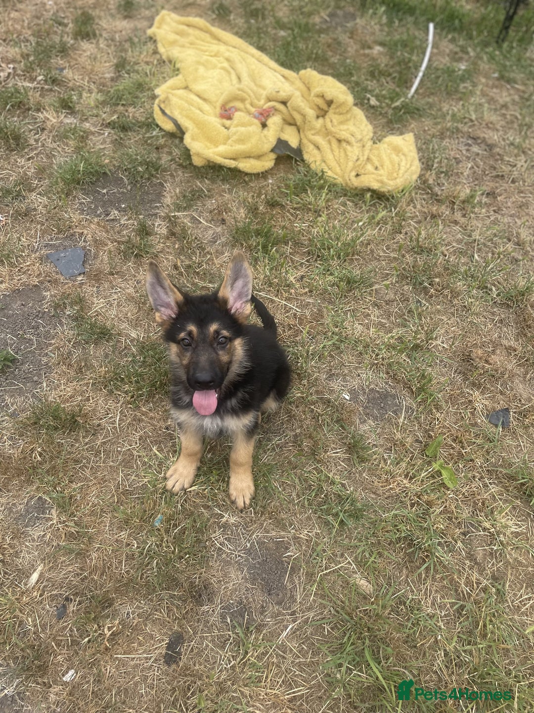 German Shepherd dogs for sale: Gorgeous and healthy German Shepherds Puppies - Image 7