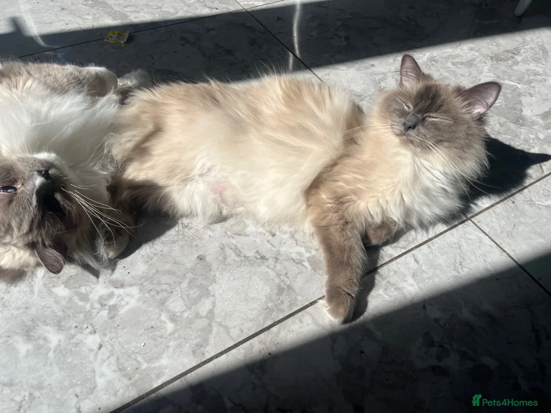Ragdoll cats for sale: 😻💕 Female pure bred Ragdolls 💕😻 - Advert 2