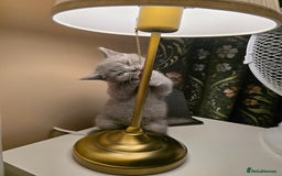 British Shorthair cats for sale: British shorthair  - Image 19