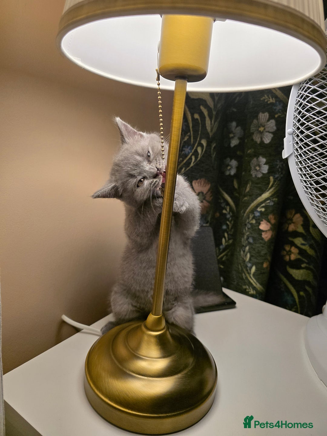British Shorthair cats for sale: British shorthair  - Image 19