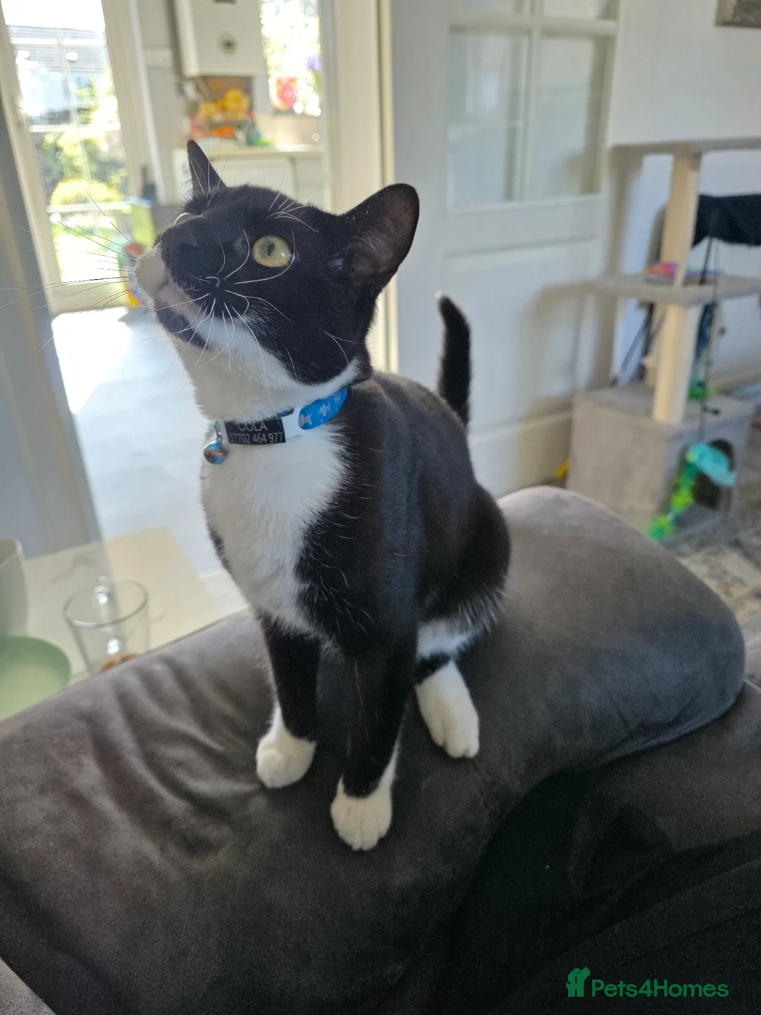 Domestic Shorthair cats for sale: Cola - playful & cuddly  - Advert 3