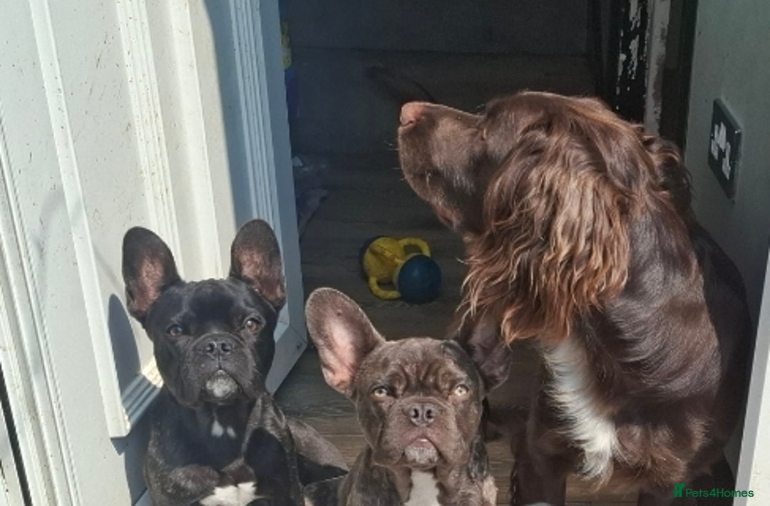French Bulldog dogs for sale: Loving home needed - Image 12