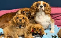 Cavalier King Charles Spaniel dogs for sale: Cavalier king Charles  Ruby's puppy's   - Image 34