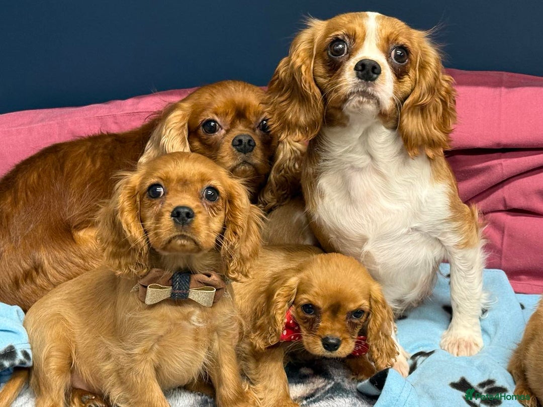 Cavalier King Charles Spaniel dogs for sale: Cavalier king Charles  Ruby's puppy's   - Image 34