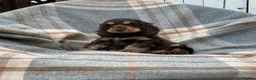 Cocker Spaniel dogs for sale: Adorable kc reg show cocker spanial  - Advert 10