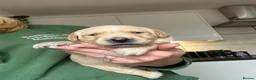 Labrador Retriever dogs for sale: My Labrador Puppys 🐾 - Advert 9