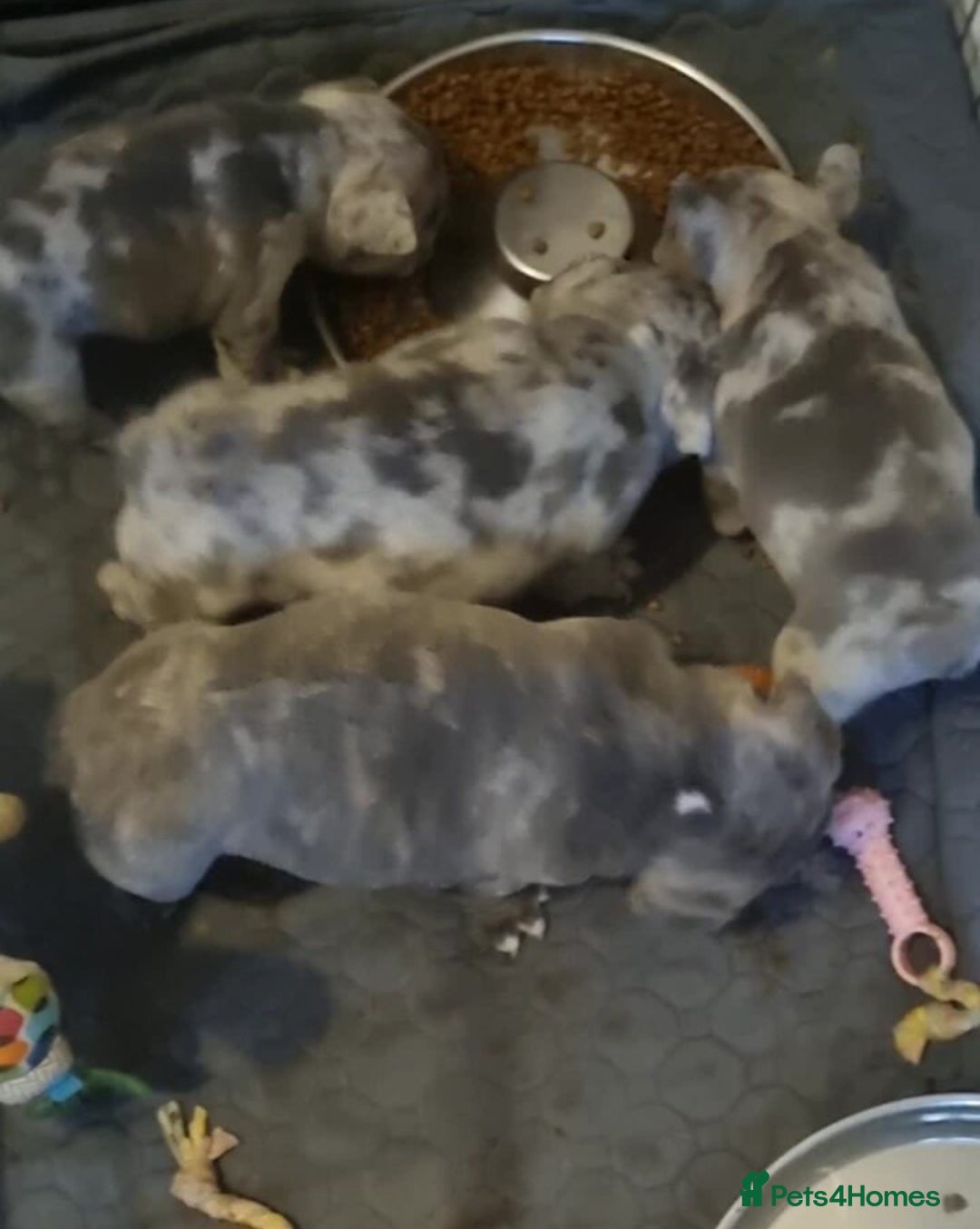 French Bulldog dogs for sale: Stunning litter of merle frenchies - Advert 21