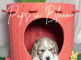 Cocker Spaniel dogs KC registered golden working cocker spaniel pups - Advert 12
