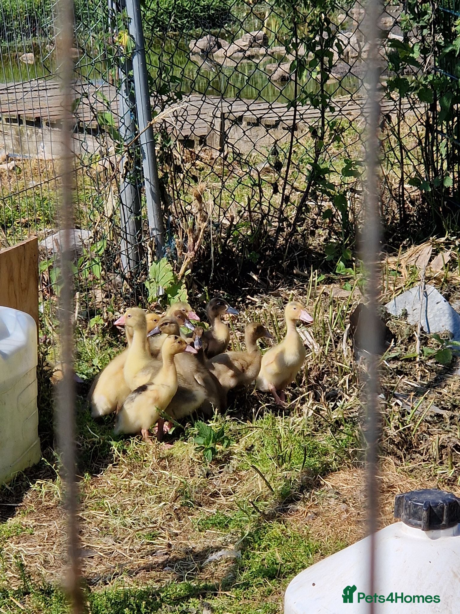 Geese poultry Grey sebastopol x emden  - Advert 1