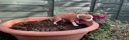 Italian Greyhound dogs for sale: Royal kennel club registered  - Advert 32