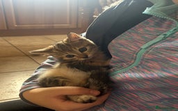 Mixed Breed cats for sale: Beautiful tabby female kitten  - Image 4