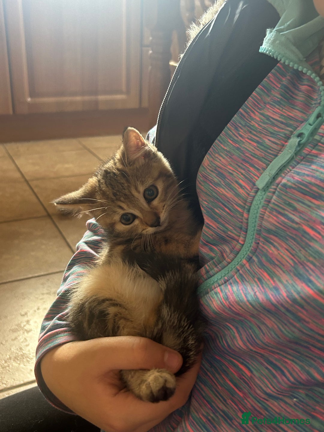 Mixed Breed cats for sale: Beautiful tabby female kitten  - Image 4