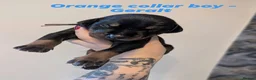 Dobermann dogs for sale: European doberman puppies  in Birkenhead - Advert 9