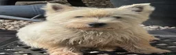 West Highland Terrier dogs for sale: Westie litter ready October - Advert 3