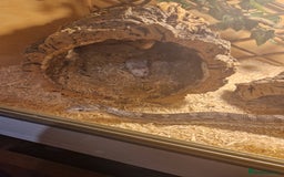 Corn Snake reptiles for sale: 5ft corn snake and viv - Advert 8