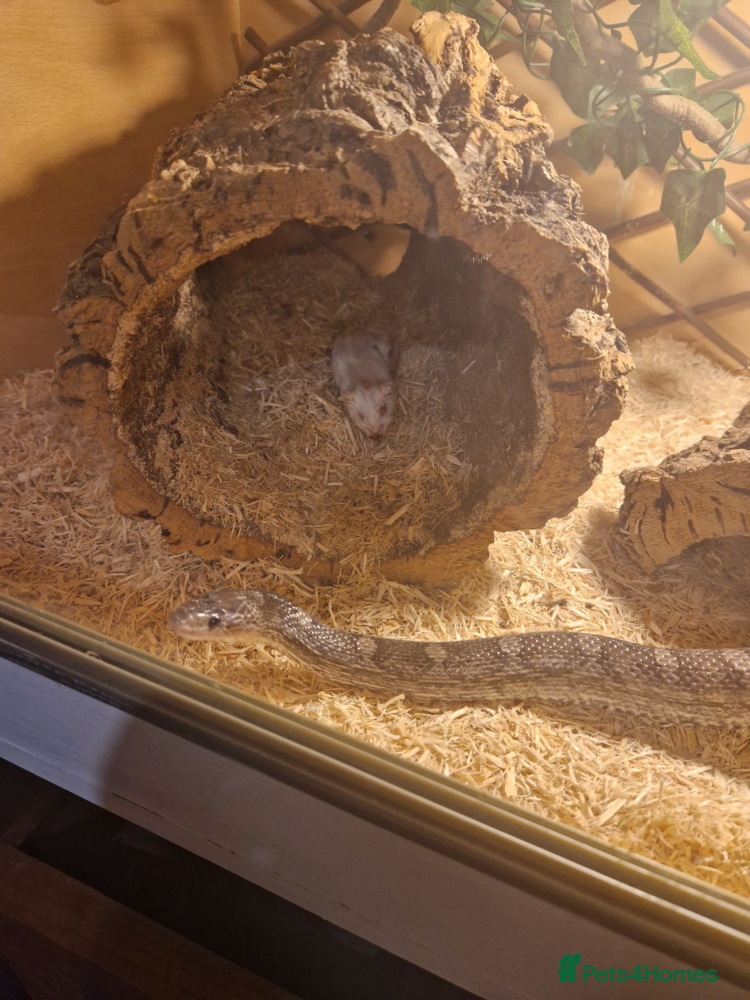 Corn Snake reptiles for sale: 5ft corn snake and viv - Advert 8